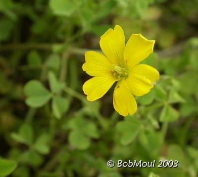 Yellow Wood Sorrel-N