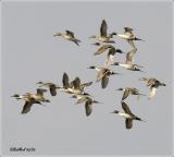 Northern Pintails