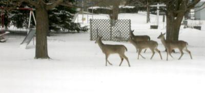 u25/redtop/medium/15276501.Deer1737.jpg