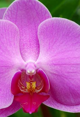 Purple Moth Orchid.jpg