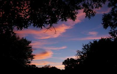 Pin oak sunset