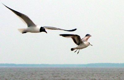 Seagull Photos