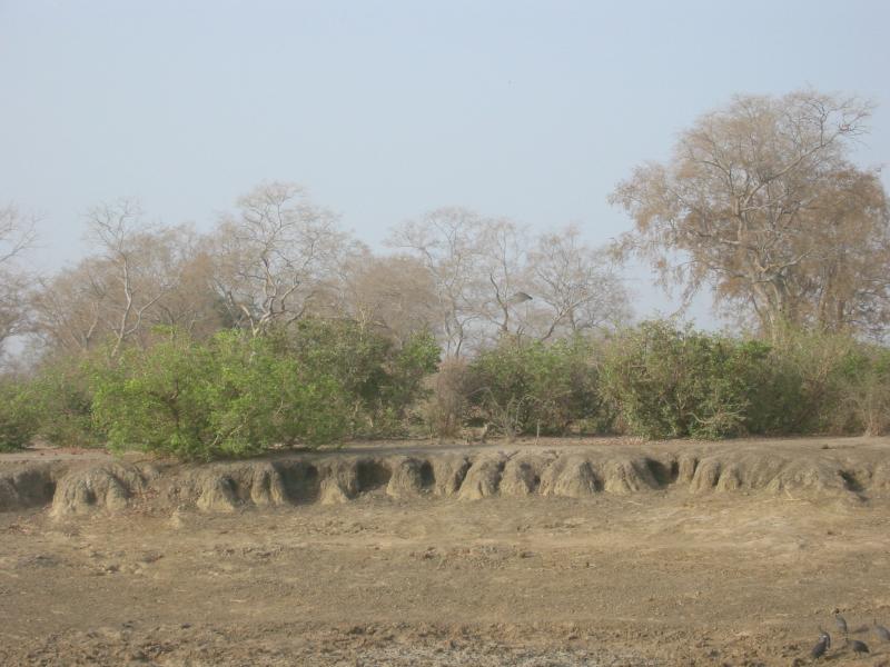 Jackal at a watering hole