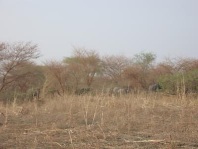 Elephants in the bush