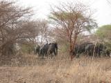 Elephants in the bush