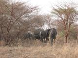 Elephants in the bush