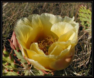 JPG SB cactus flower P6287662.jpg