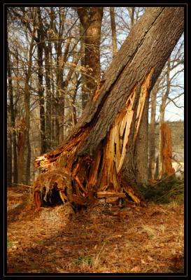 JPG CSB 3 If A Tree Fell DSC_0576.jpg