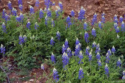 Bluebonnet Patch