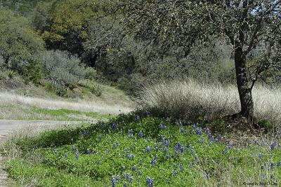 Roadside Bluebonnets