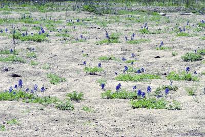 Bluebonnets In The Sand