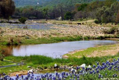 Spreading Texas Blue - Willow City Loop 2003