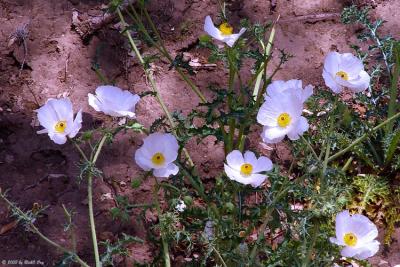 White Prickly Poppy - Willow City Loop