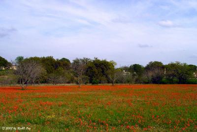 Paintbrush