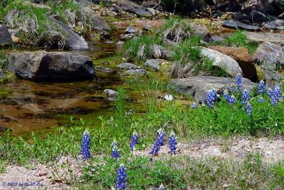 Spring Creek Bluebonnets - Willow City Loop 2003