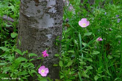 u25/richo/medium/15331676.IMG_0192_primrose_tree.jpg