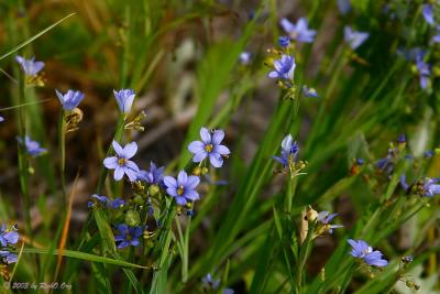 Dotted Blue-Eyed Grass