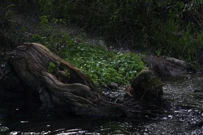 Cypress Decline - Green Recline