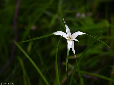 White-Top Sedge