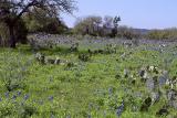 Field of Bluebonnets - HWY 1283