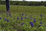 Bluebonnets and Fence - Westhoff