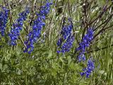 Bluebonnets In The Wind - La Vernia