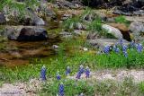 Spring Creek Bluebonnets - Willow City Loop 2003