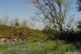 Hillside Bluebonnets  - Willow City Loop 2003