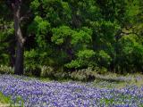 Roadside Bluebonnets - Willow City Loop 2003