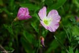 Cycle of Beauty Pink Evening Primrose