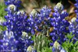 Bee'ing A Bluebonnet