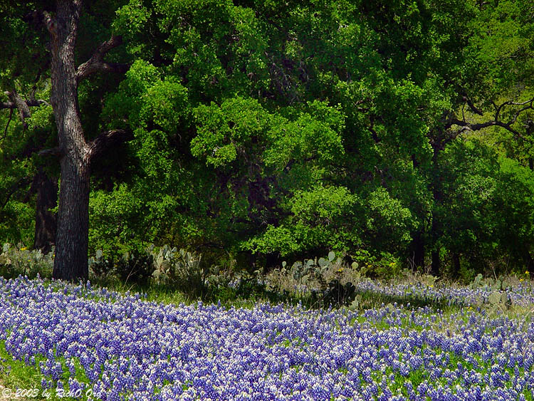Roadside Bluebonnets - Willow City Loop 2003