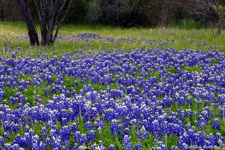 Bluebonnets - My Neighborhood