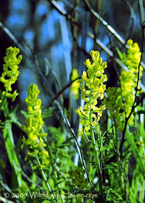 Southern Corydalis RR 1222 - Katemcy