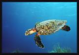Hawksbill Turtle