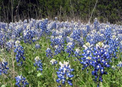 u25/rkeist/medium/15255222.030406_Bluebonnets.jpg