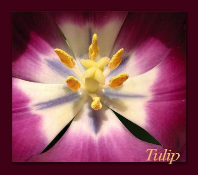 Tulip.jpg