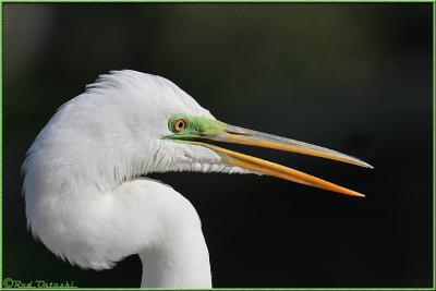 Great White Egret Head Shot