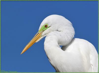 Great White Egret Head Shot