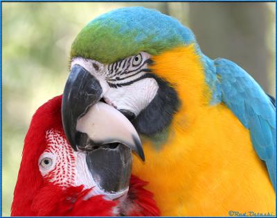 Parrot Love