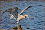 Reddish Egret Fishing