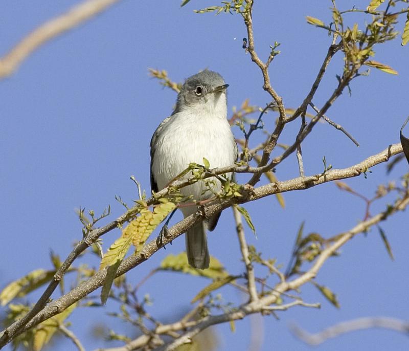 Blue-gray Gnatcatcher (