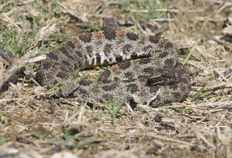 Pygmy rattle snake