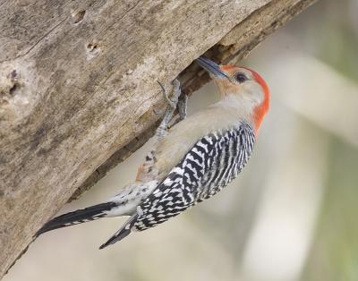 Red-bellied Woodpecker (M)