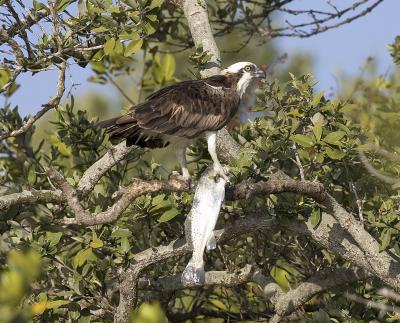 Osprey (with fish in mangroves, Florida)