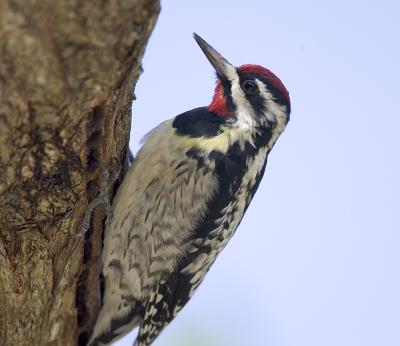 Yellow-bellied Sapsucker (M)