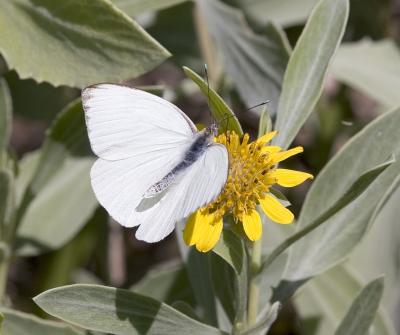 Great Southern White (Florida)