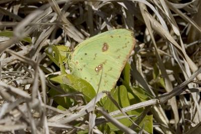 Orange barred sulphur? Florida