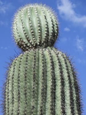 Saguaro head