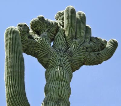 Twisted cactus